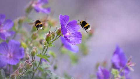 Bumblebees hovering close to blue geranium flowers