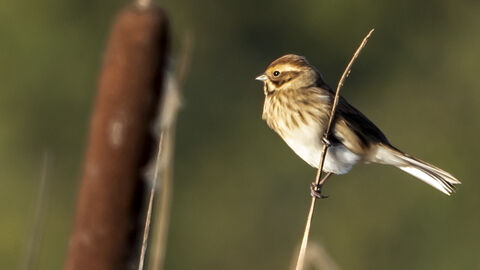 Reed bunting