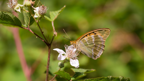 Silver Washed Fritillary