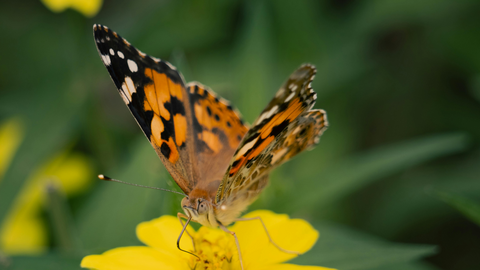 Painted lady on yellow flower