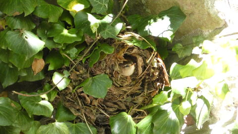 Wren Nest