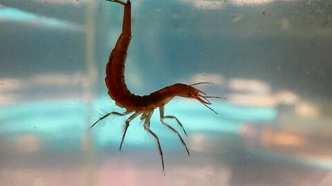 Diving beetle larvae