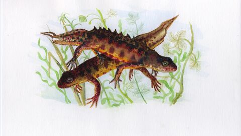 Great crested newts swimming