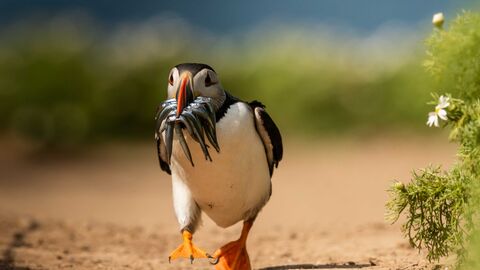 A puffin running across the sand with a beak full of sand eels