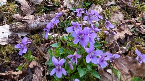 Violets growing among decaying leaves 