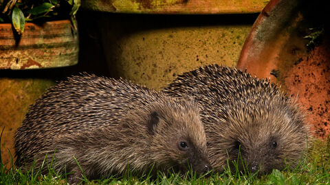 Two hedgehogs snuffling for food around a selection of plant pots at night, illuminated by a house light