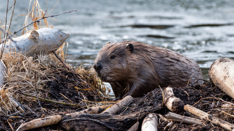 Beaver moving out of the water on to it's lodge