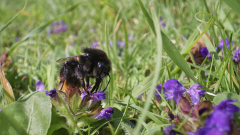 A bumblebee is feeding on a purple flower - self heal - on a garden lawn left unmown