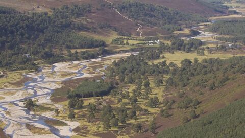 Rewilding pine wood in Glenfeshie, Scotland