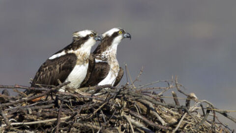 Dyfi Ospreys on the nest