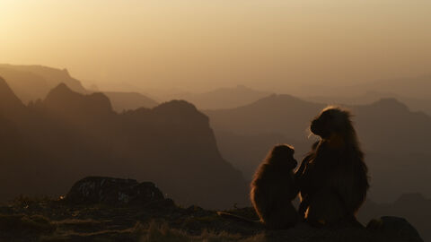 Grooming Geladas at sunset  Copyright Mark Sisson