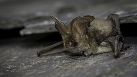 Brown long eared bat (c)Tom Marshall