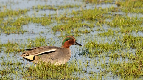 Teal duck