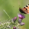 Small tortoiseshell