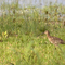 Curlew in meadon