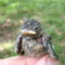 Pied flycatcher chick