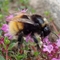 Bilberry bumblebee female