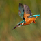 A kingfisher plunges down towards the water, its bright turquoise and orange colours glowing in the sunlight