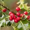 Holly