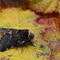 A December moth standing on a a yellow leaf. It's a fluffy moth with wavy cream lines across its charcoal wings