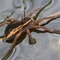 Raft Spider 