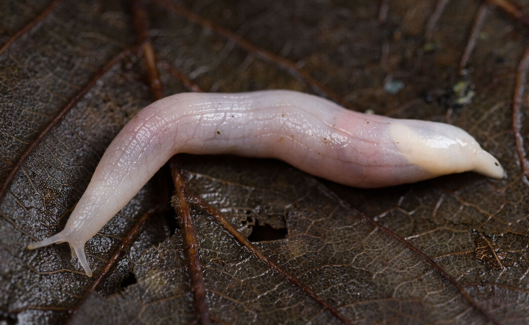Ghosts, goblins and witches | Shropshire Wildlife Trust