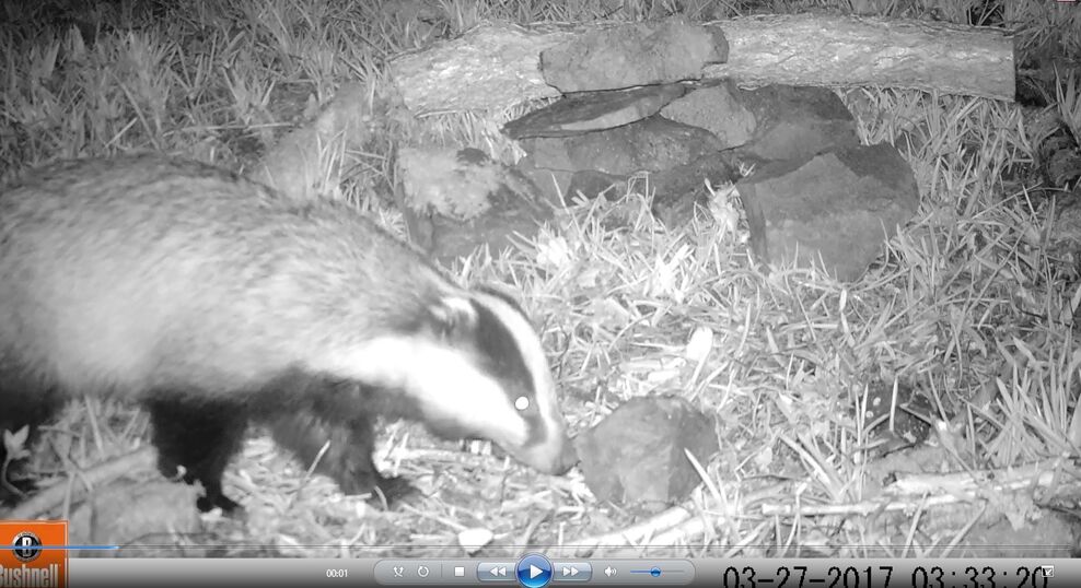 Using camera traps | Shropshire Wildlife Trust