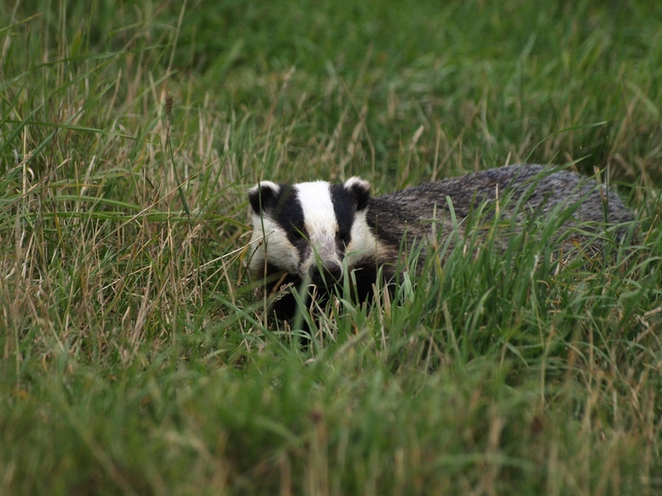What do badgers do in the winter? Shropshire Wildlife Trust