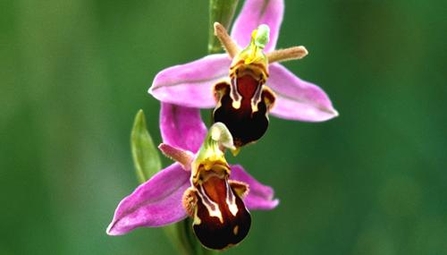 Llanymynech Rocks Shropshire limestone butterflies orchids