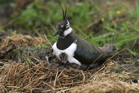 Lapwing with chick