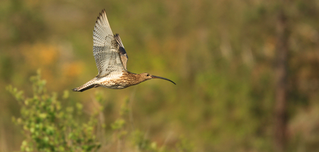 Curlew Jon Hawkins