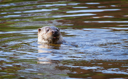 Otter swimming in the River Severn