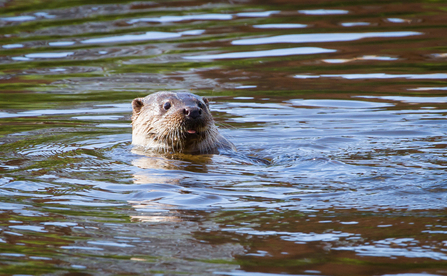 Severn Otter