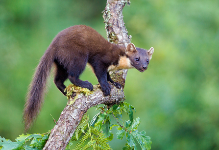 Pine marten Shropshire