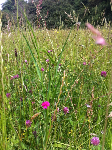 Lightmoor Wildflower Meadow