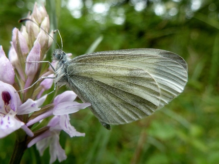 Wood White Butterfly - Mike Williams