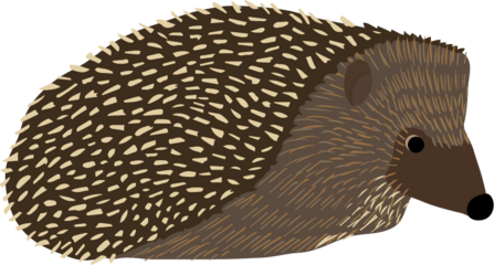 Hedgehog illustration