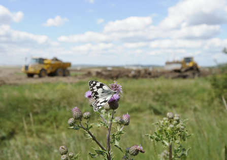 Habitat creation, development pressures