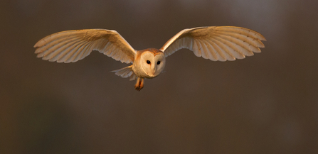 Barn Owl - Andy Rouse/2020Vision