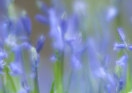 Bluebells - Neil Aldridge