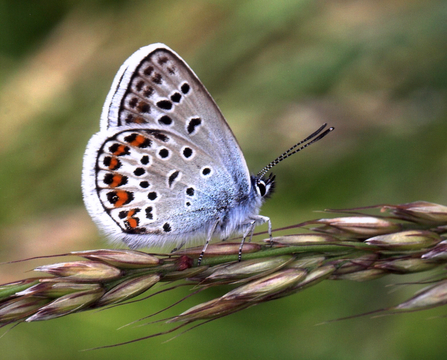 Silver studded blue