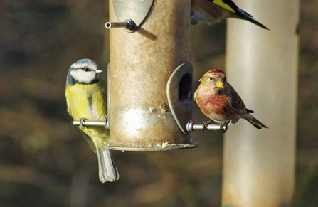 Blue tit and Linnet - Gillian Day