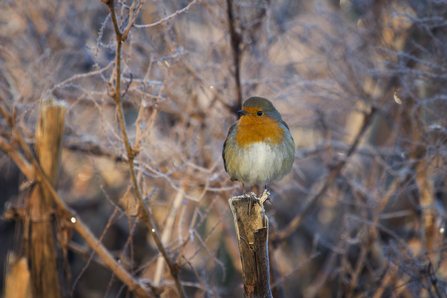 Robin on branch - Chris Lawrence