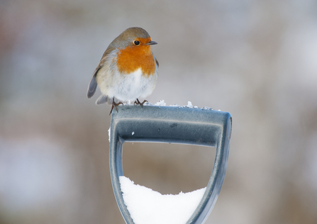 Robin on spade