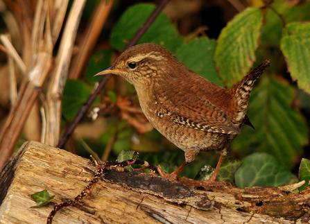 Wren