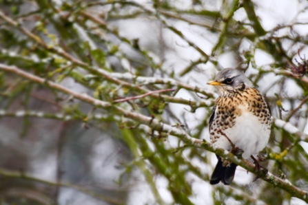 Fieldfare by Josh Hill