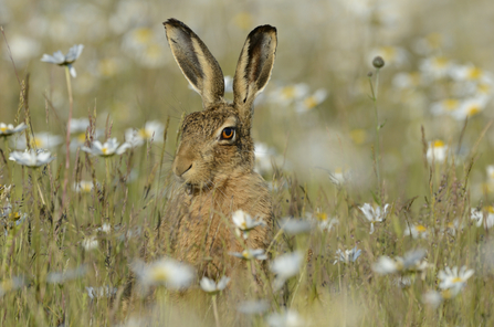 Brown hare