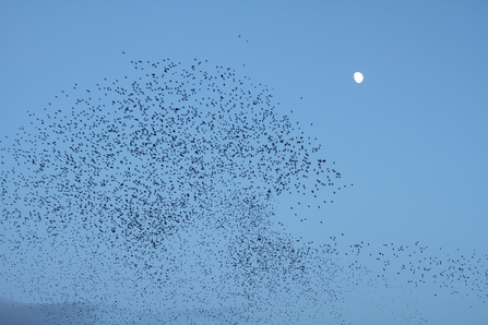 Murmuration 2