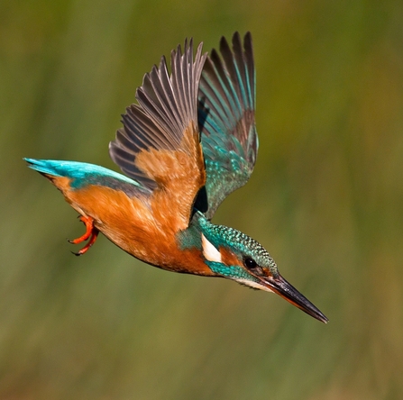 Kingfisher flying