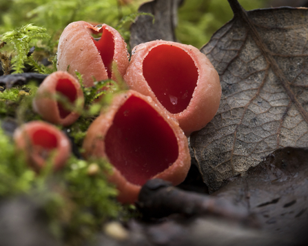 Scarlet Elfcup